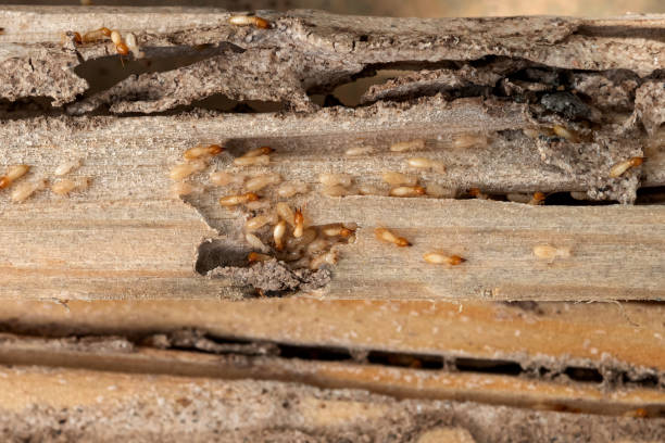 Best Wildlife Control Services  in Mason, TX